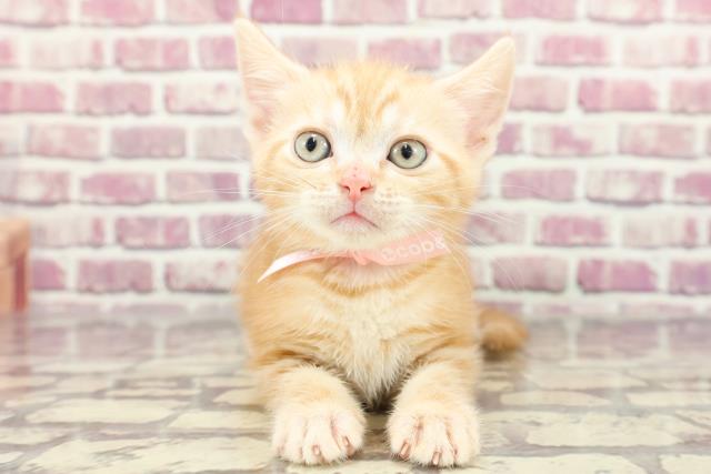 群馬県のアメリカンショートヘアー (Coo&RIKUケーヨーデイツー館林店/2024年2月11日生まれ/女の子/レッドタビー)の子猫