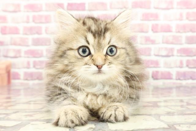 東京都のラガマフィン (Coo&RIKU武蔵小山店/2024年2月4日生まれ/男の子/ブルータビー)の子猫
