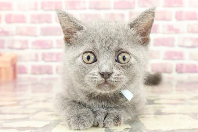 福島県のブリティッシュショートヘアー (Coo&RIKU郡山店/2024年2月8日生まれ/男の子/ブルー)の子猫