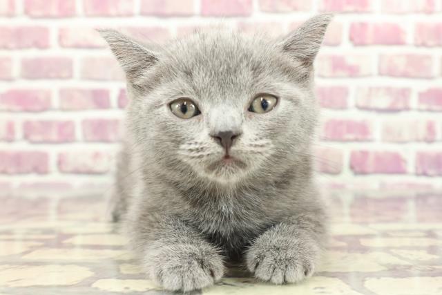 新潟県のブリティッシュショートヘアー (Coo&RIKU新潟東店/2024年2月8日生まれ/女の子/ブルー)の子猫