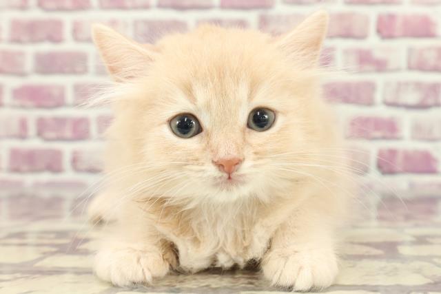 千葉県のラガマフィン (Coo&RIKUフレスポ稲毛店/2024年2月7日生まれ/男の子/クリームタビー)の子猫