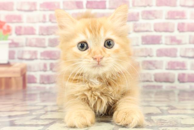 福島県のラガマフィン (Coo&RIKUいわき店/2024年2月7日生まれ/女の子/レッドホワイト)の子猫