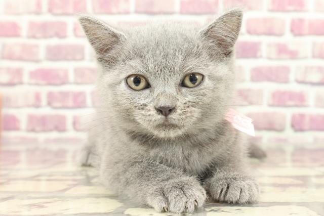 新潟県のブリティッシュショートヘアー (Coo&RIKU上越店/2024年1月28日生まれ/女の子/ブルー)の子猫