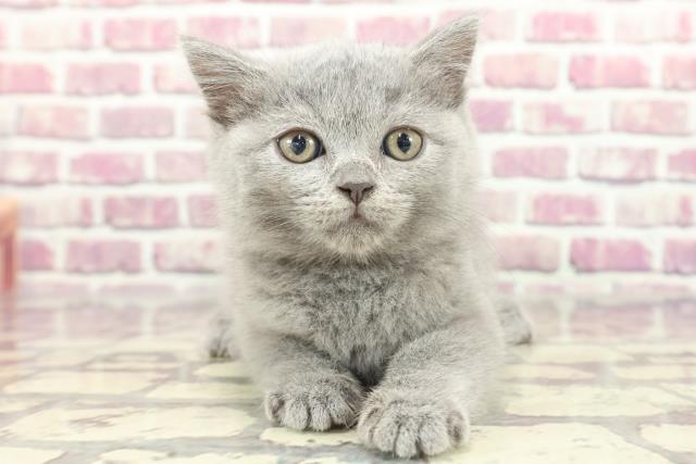 石川県のブリティッシュショートヘアー (Coo&RIKU金沢店/2024年1月28日生まれ/女の子/ブルー)の子猫