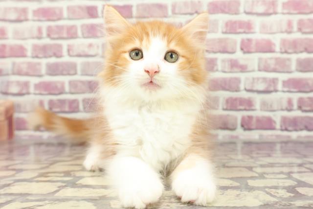 新潟県のノルウェージャンフォレストキャット (Coo&RIKU新潟西店/2024年2月5日生まれ/男の子/レッドタビーホワイト)の子猫