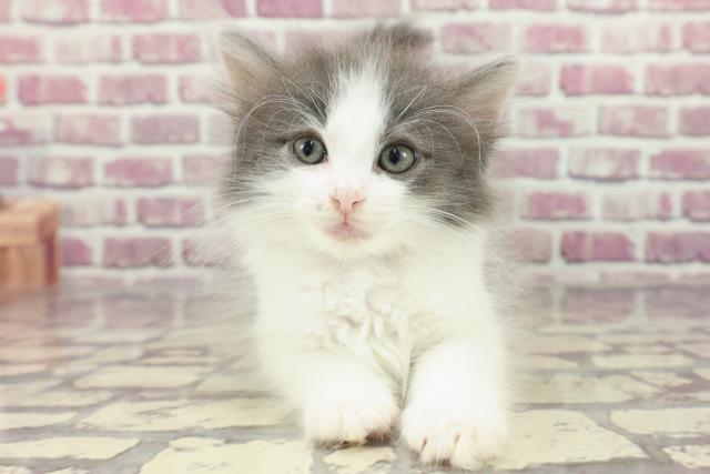 富山県のノルウェージャンフォレストキャット (Coo&RIKU富山店/2024年2月5日生まれ/男の子/ブルーホワイト)の子猫