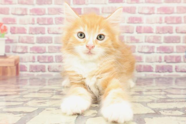 石川県のノルウェージャンフォレストキャット (Coo&RIKU金沢店/2024年2月5日生まれ/男の子/レッドクラシックタビーホワイト)の子猫