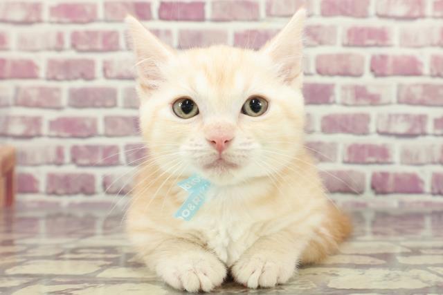 福井県のマンチカン (Coo&RIKU福井店/2024年1月23日生まれ/男の子/クリームマッカレルタビー)の子猫