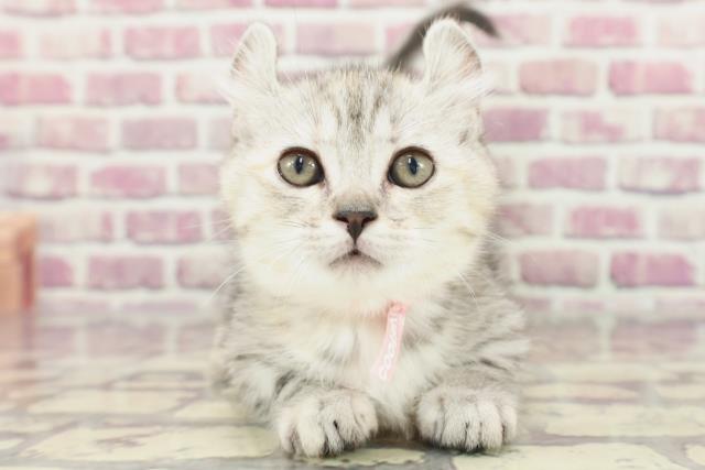 新潟県のキンカロー (Coo&RIKU新潟西店/2024年2月5日生まれ/女の子/シルバーパッチドタビー)の子猫