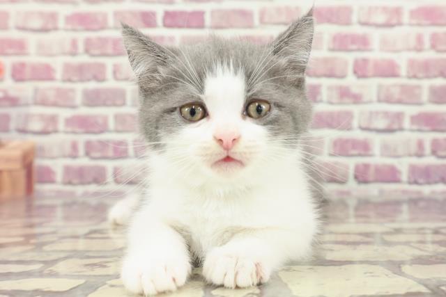 千葉県のスコティッシュフォールド (Coo&RIKU東船橋店/2024年2月9日生まれ/男の子/ブルーホワイト)の子猫
