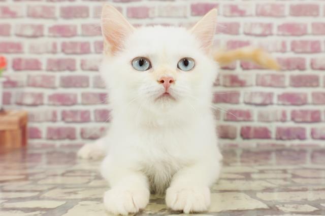 千葉県のラガマフィン (Coo&RIKU八街店/2023年11月22日生まれ/女の子/レッドホワイトタン)の子猫