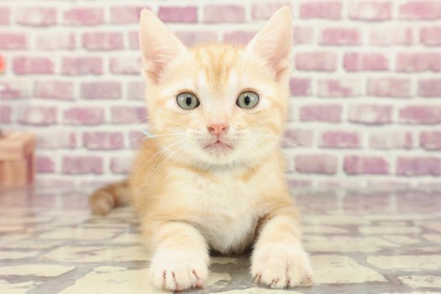 千葉県のアメリカンショートヘアー (Coo&RIKU木更津店/2024年1月30日生まれ/男の子/レッドタビー)の子猫