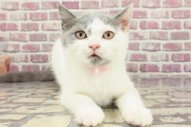 北海道のスコティッシュフォールド (Coo&RIKU岩見沢店/2023年12月14日生まれ/女の子/ブルーホワイト)の子猫