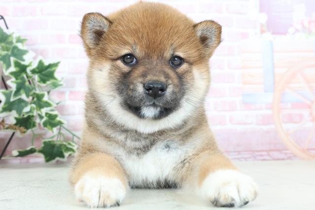 大分県の柴犬(標準サイズ) (Coo&RIKU大分店/2024年2月10日生まれ/女の子/赤)の子犬