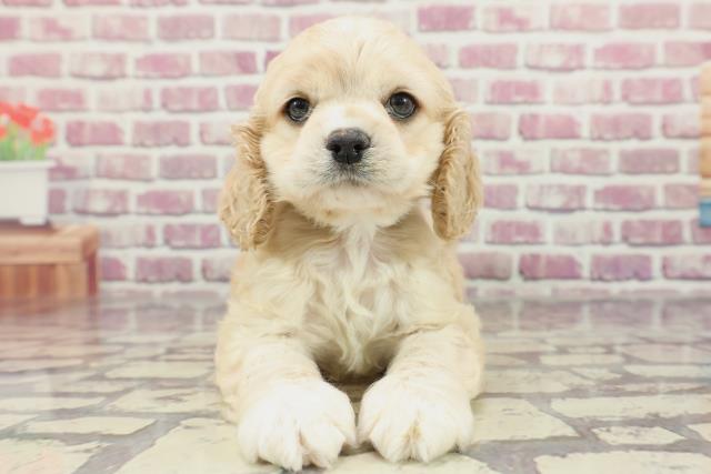 千葉県のアメリカンコッカースパニエル (Coo&RIKU市原店/2024年2月11日生まれ/男の子/バフ)の子犬