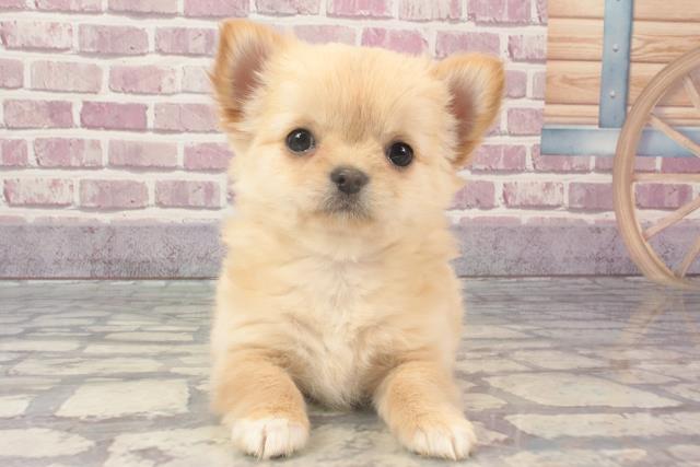和歌山県のチワワ(ロング) (Coo&RIKU和歌山店/2024年2月11日生まれ/女の子/クリームホワイト)の子犬