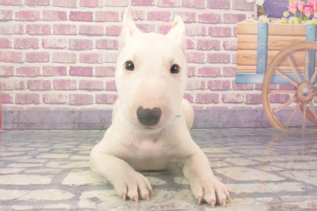 東京都のミニチュアブルテリア (Coo&RIKU足立本店/2024年2月8日生まれ/男の子/ホワイトレッド)の子犬