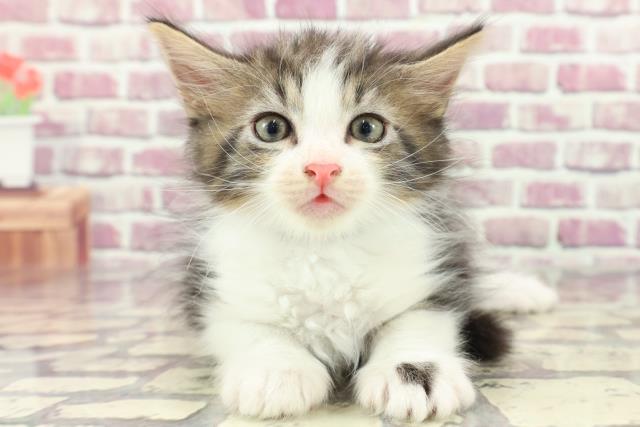 福島県のノルウェージャンフォレストキャット (Coo&RIKUいわき店/2024年2月12日生まれ/男の子/ブラウンタビーホワイト)の子猫