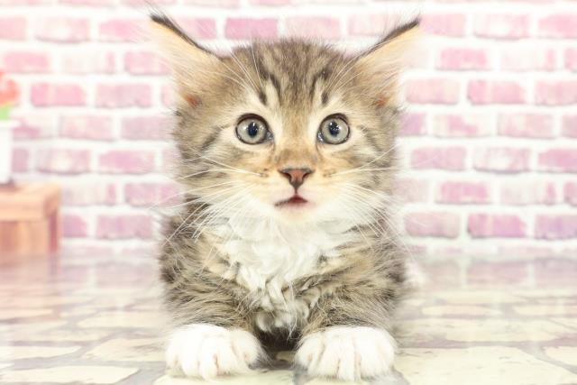 東京都のノルウェージャンフォレストキャット (Coo&RIKU池袋西口店/2024年2月12日生まれ/男の子/ブラウンタビーホワイト)の子猫