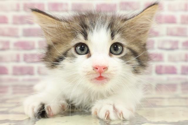 東京都のノルウェージャンフォレストキャット (Coo&RIKU武蔵小山店/2024年2月12日生まれ/女の子/ブラウンタビーホワイト)の子猫
