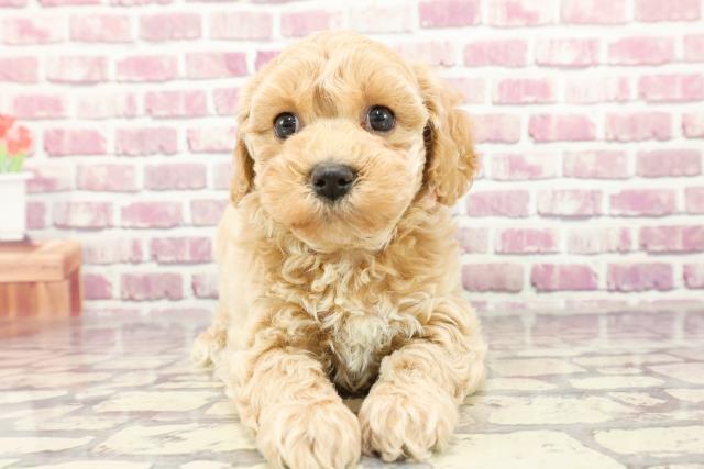 千葉県のビションプー(ビションフリーゼ×プードル) (Coo&RIKU南柏店/2024年2月11日生まれ/女の子/アプリコット)の子犬