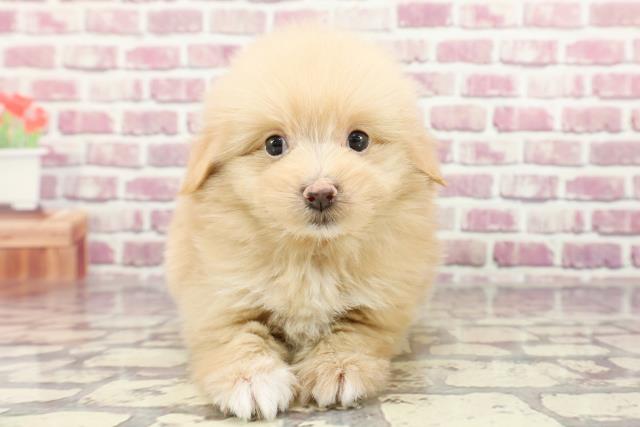 東京都のポメプー(ポメラニアン×プードル) (Coo&RIKU板橋店/2024年2月12日生まれ/男の子/アプリコット)の子犬