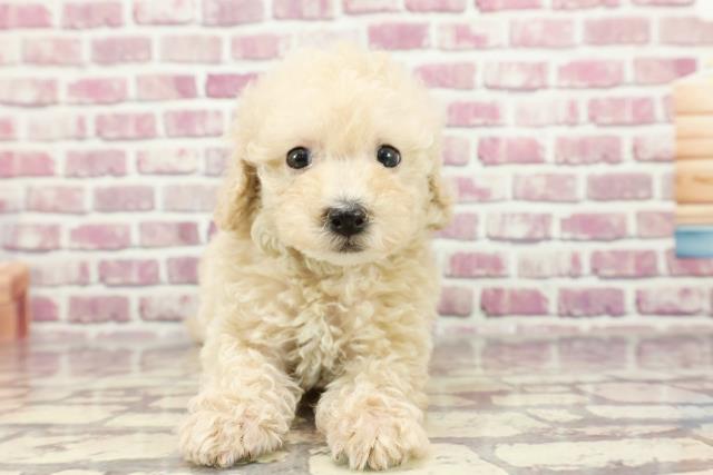 東京都のビションプー(ビションフリーゼ×プードル) (Coo&RIKU練馬店/2024年2月12日生まれ/男の子/アプリコット)の子犬