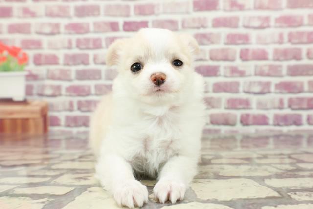 東京都のチワワ(ロング) (Coo&RIKU江戸川店/2024年2月12日生まれ/女の子/クリームホワイト)の子犬