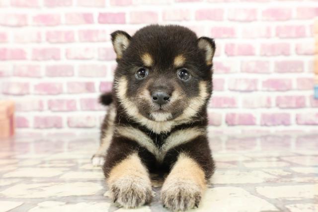 2024年2月10日生まれのポメ柴(ポメラニアン×柴犬)の1枚目の写真