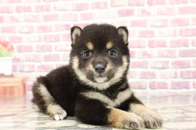 2024年2月10日生まれのポメ柴(ポメラニアン×柴犬)の3枚目の写真