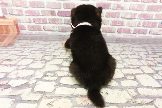 2024年2月10日生まれのポメ柴(ポメラニアン×柴犬)の4枚目の写真