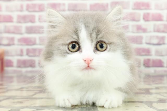 東京都のミヌエット (Coo&RIKU武蔵小山店/2024年2月9日生まれ/男の子/ブルータビーホワイト)の子猫