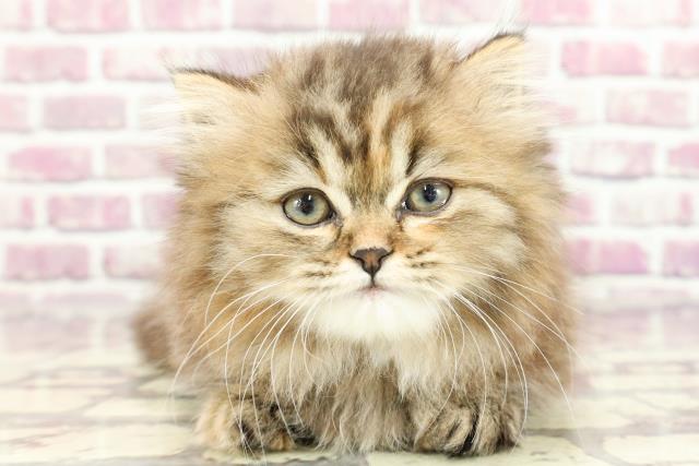 東京都のミヌエット (Coo&RIKU練馬店/2024年2月9日生まれ/女の子/ブラウンタビー)の子猫