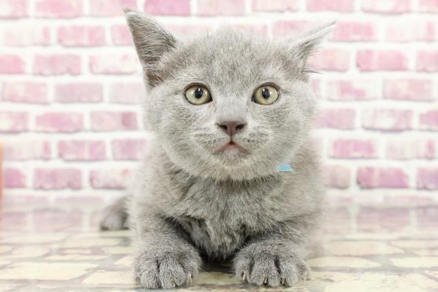 東京都のブリティッシュショートヘアー (Coo&RIKU武蔵小山店/2024年2月12日生まれ/男の子/ブルー)の子猫