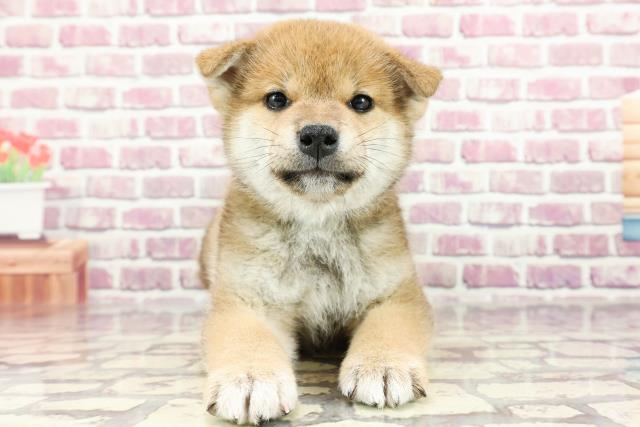 2024年2月10日生まれの柴犬(標準サイズ)の1枚目の写真