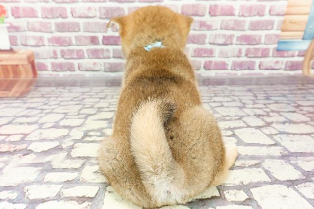 2024年2月10日生まれの柴犬(標準サイズ)の4枚目の写真