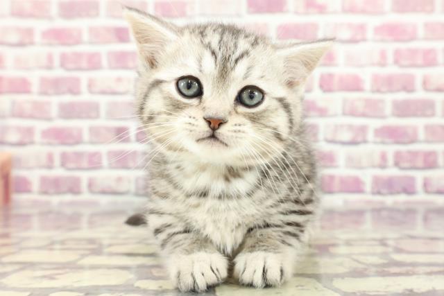 長野県のミヌエット (Coo&RIKU長野店/2024年2月12日生まれ/男の子/シルバーマッカレルタビー)の子猫