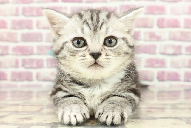 東京都のミヌエット (Coo&RIKU足立本店/2024年2月12日生まれ/男の子/シルバータビー)の子猫