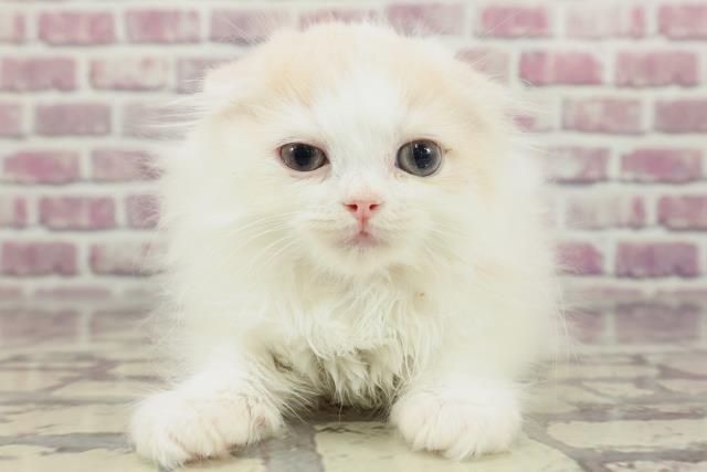 千葉県のスコティッシュフォールド (Coo&RIKUフレスポ稲毛店/2024年2月10日生まれ/女の子/クリームホワイト)の子猫