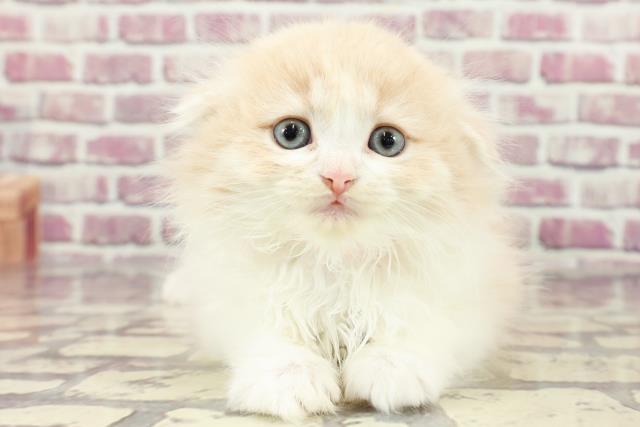 東京都のスコティッシュフォールド (Coo&RIKU大久保店/2024年2月12日生まれ/女の子/クリームホワイト)の子猫