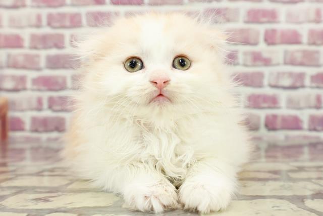 茨城県のスコティッシュフォールド (Coo&RIKU牛久店/2024年2月12日生まれ/女の子/カメオタビーホワイト)の子猫