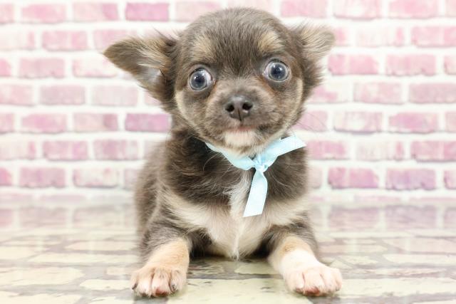 北海道のチワワ(ロング) (Coo&RIKU札幌西店/2024年2月12日生まれ/男の子/ブルータン)の子犬