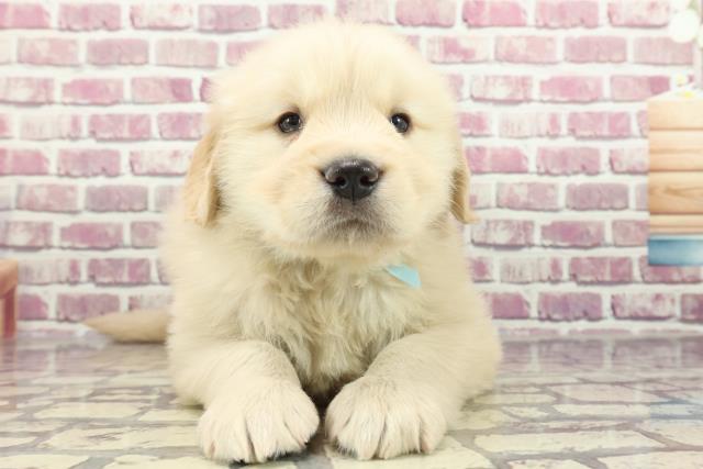 北海道のゴールデンレトリバー (Coo&RIKU北見店/2024年2月3日生まれ/男の子/ゴールデン)の子犬