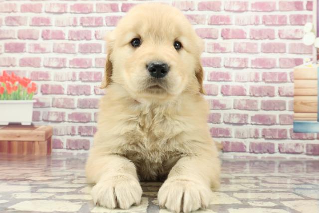 広島県のゴールデンレトリバー (Coo&RIKU福山店/2024年2月3日生まれ/女の子/ゴールデン)の子犬