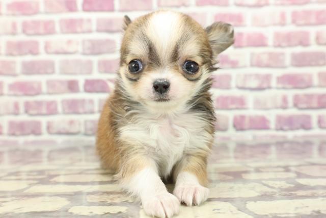 神奈川県のチワワ(ロング) (Coo&RIKU日吉店/2024年1月31日生まれ/女の子/フォーンホワイト)の子犬