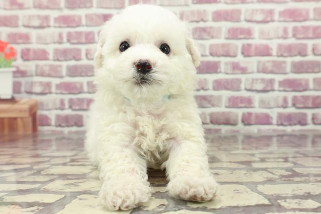 岡山県のビションフリーゼ (Coo&RIKU岡山店/2024年2月13日生まれ/男の子/ホワイト)の子犬