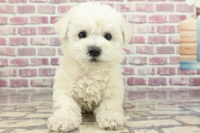 福井県のビションフリーゼ (Coo&RIKU福井店/2024年2月13日生まれ/男の子/ホワイト)の子犬