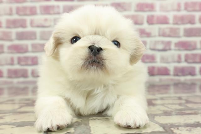 神奈川県のペキニーズ (Coo&RIKU長津田店/2024年2月10日生まれ/男の子/ホワイト)の子犬