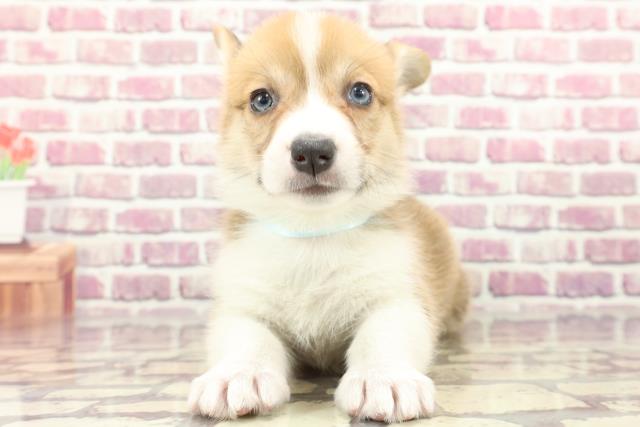 埼玉県のウェルシュコーギーペンブローク (Coo&RIKU所沢店/2024年2月11日生まれ/男の子/セーブルホワイト)の子犬