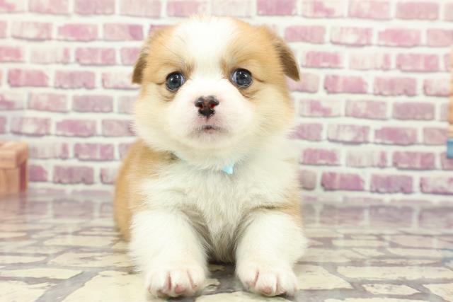 神奈川県のハーフ犬 (Coo&RIKU横浜港南台店/2024年2月10日生まれ/男の子/セーブルホワイト)の子犬